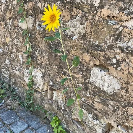 öregház 1839 Vendégház Csopak