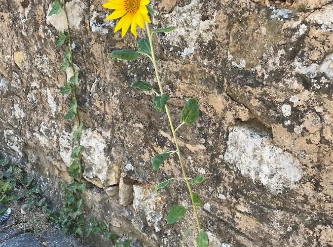 Oereghaz 1839 Gasthof Csopak